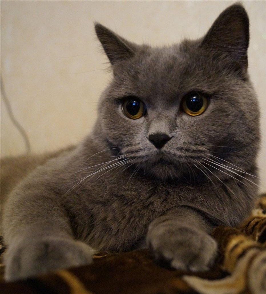 Шотландская кошка прямоухая