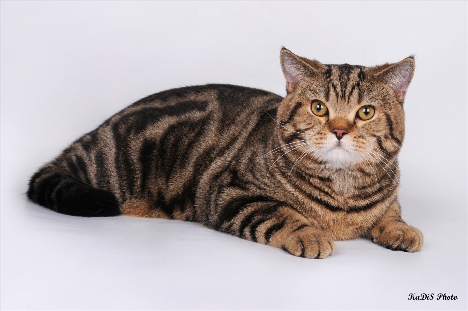 Шотландский кот прямоухий серый