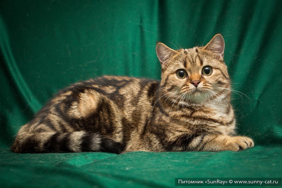 Британские мраморные котята