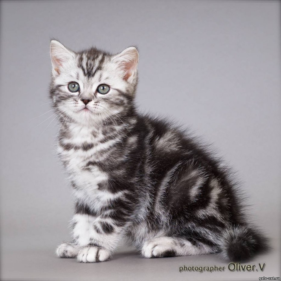 Британский кот вискас мраморный