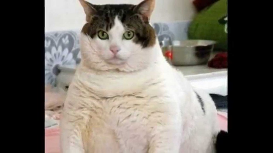 Самый большой кот