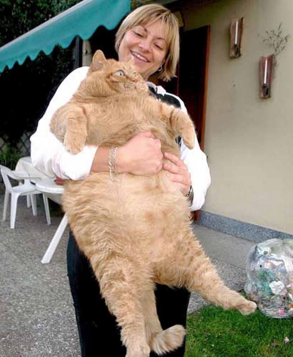 Очень толстый кот