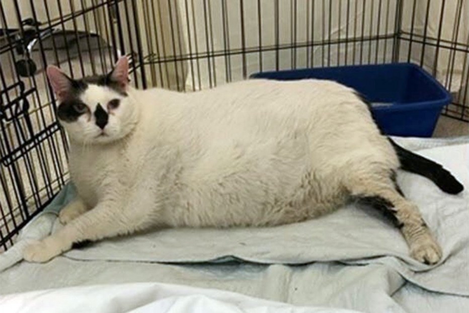 Огромный гигантский кот