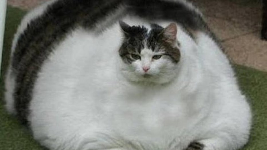 Самый толстый кот
