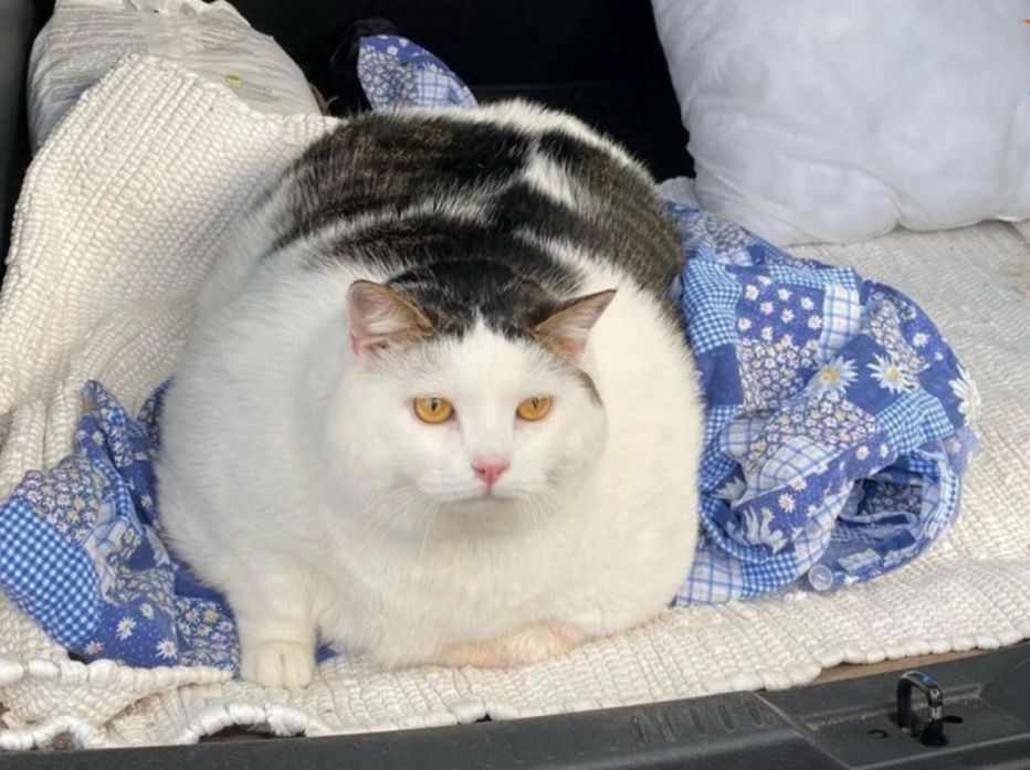 Толстые котики