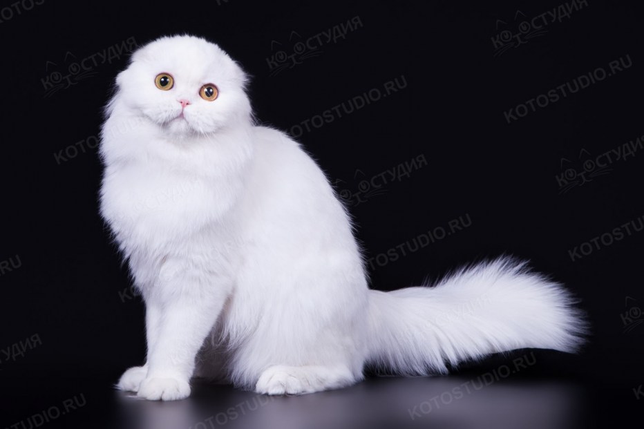 Шотландская вислоухая кошка длинношерстная