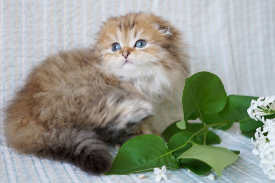 Шотландская вислоухая кошка хайленд фолд