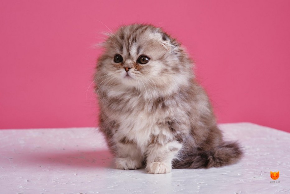 Скоттиш хайленд фолд