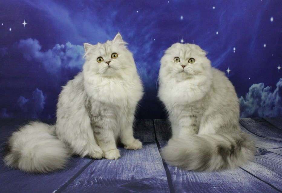 Котята хайленд фолд