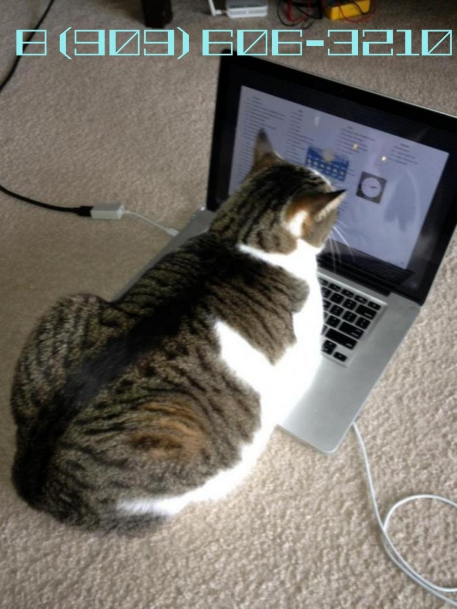 Котик за компом