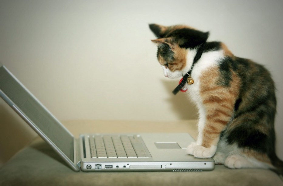 Коты и компьютеры