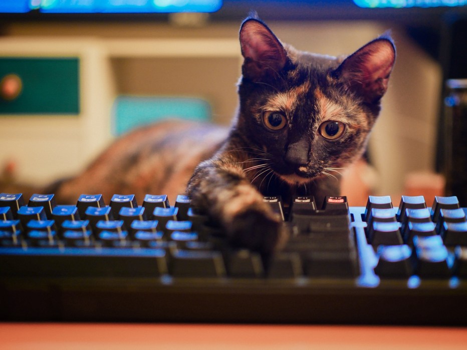 Коты и компьютеры
