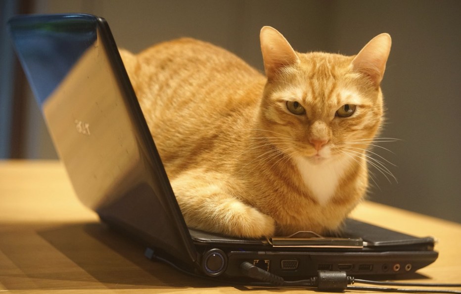 Котенок за компьютером