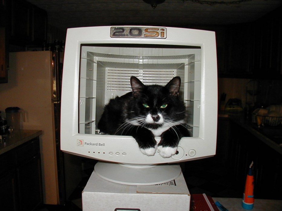 Коты и компьютеры