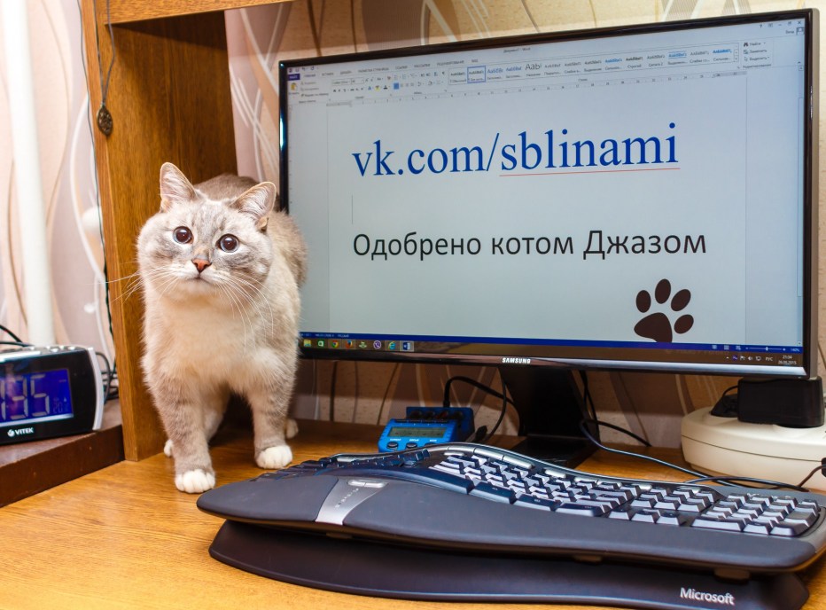 Кот программист