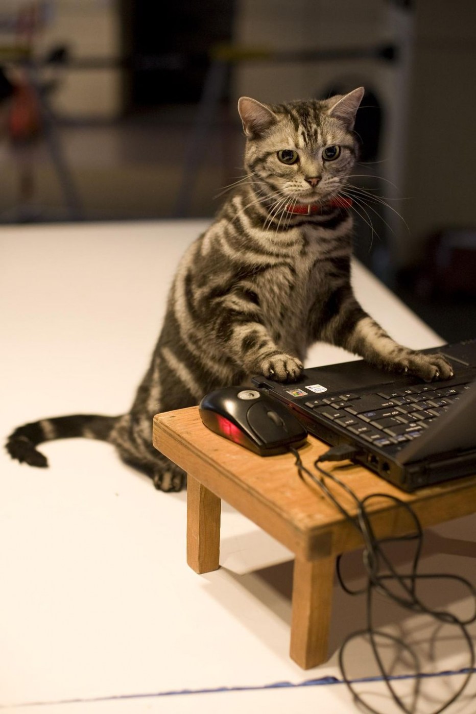 Коты за компом