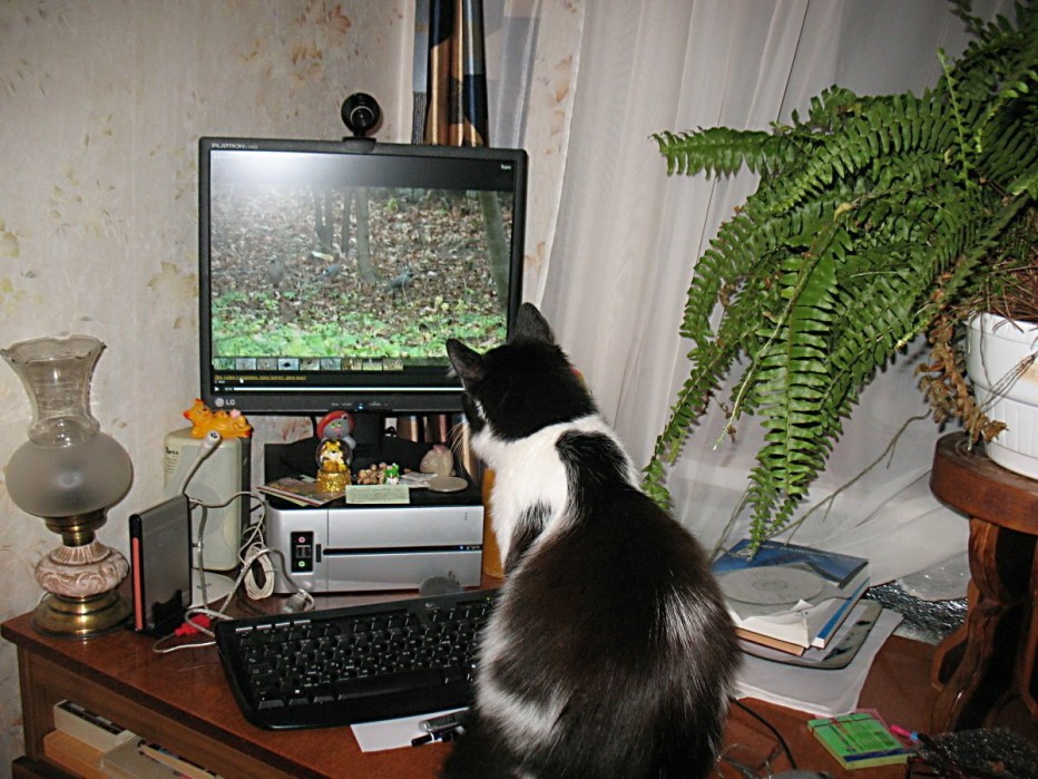 Компьютерный кот
