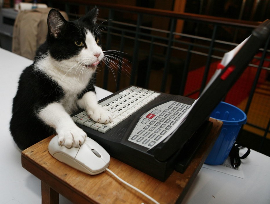 Коты на клавиатуре