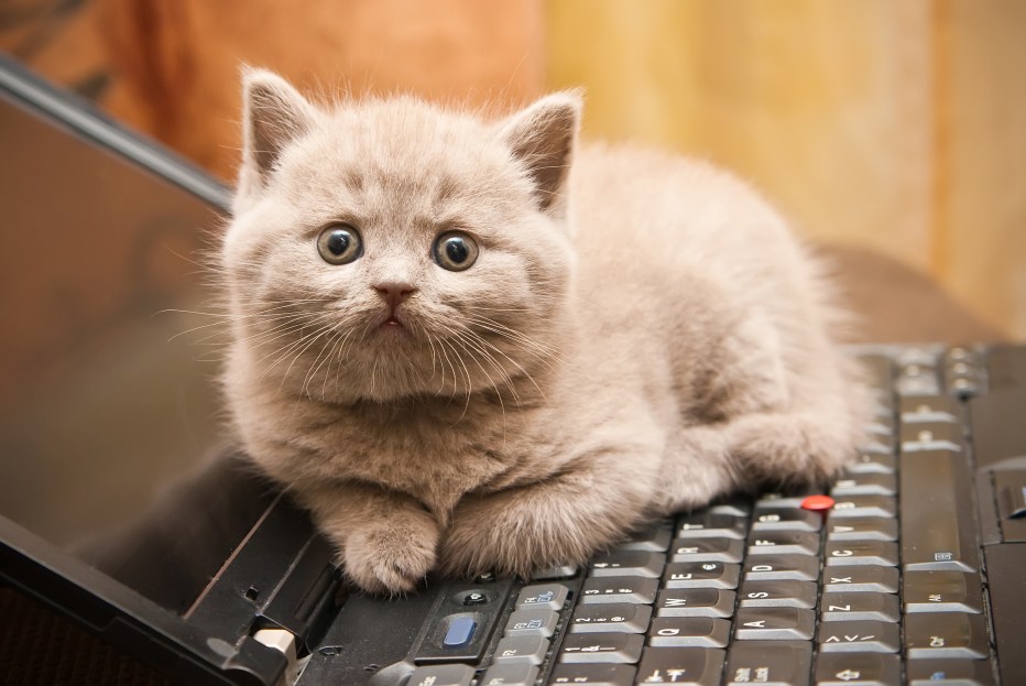Котенок на клавиатуре