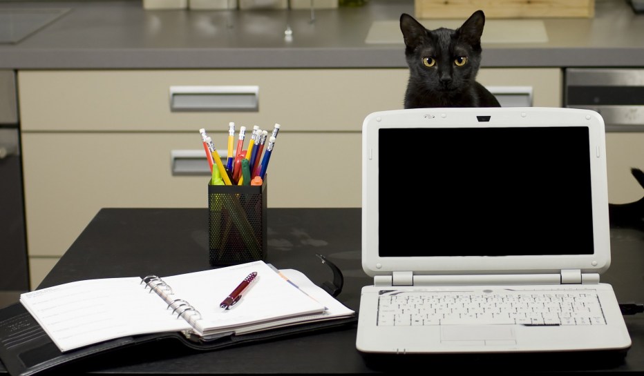 Котики за компьютером в офисе