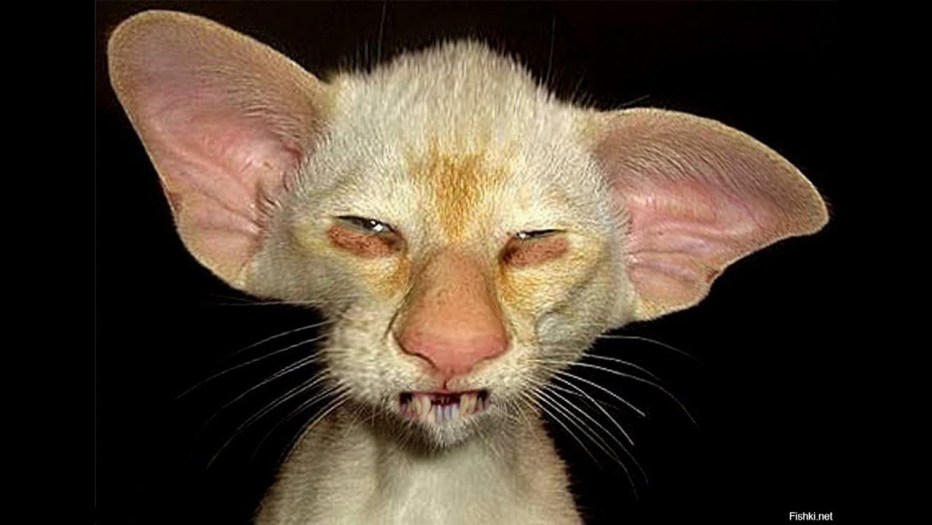 Самые худые коты в мире