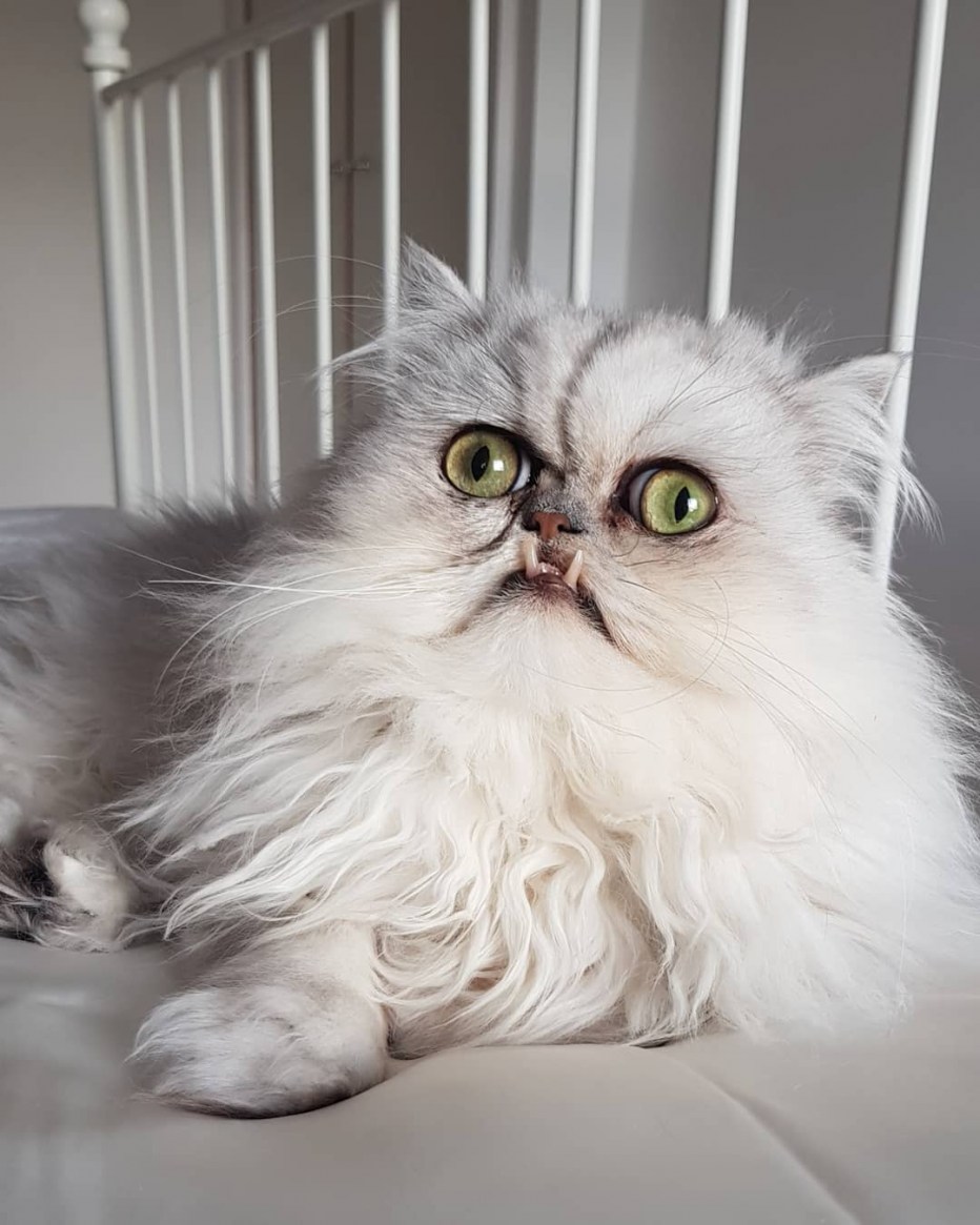 Кот Персидская шиншилла Вилфред