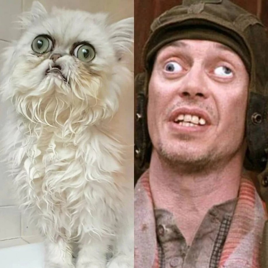 Уилфред Уорриор кот