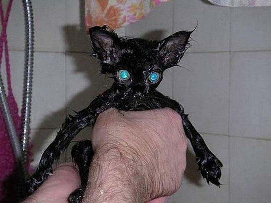 Самые странные котята в мире