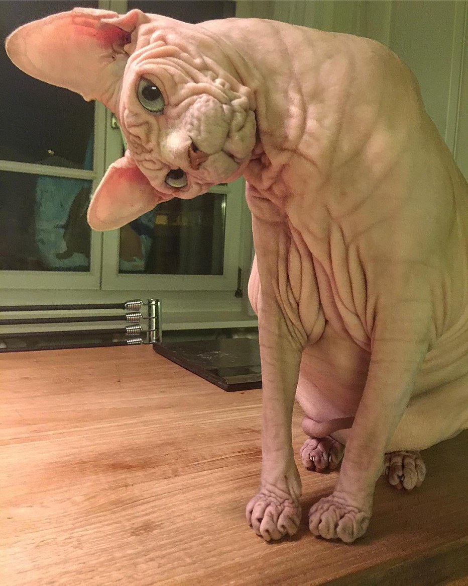 Кот сфинкс морщинистый