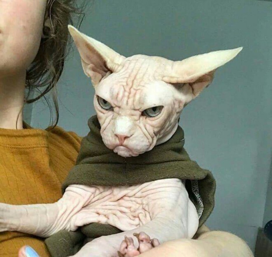 Страшный кот