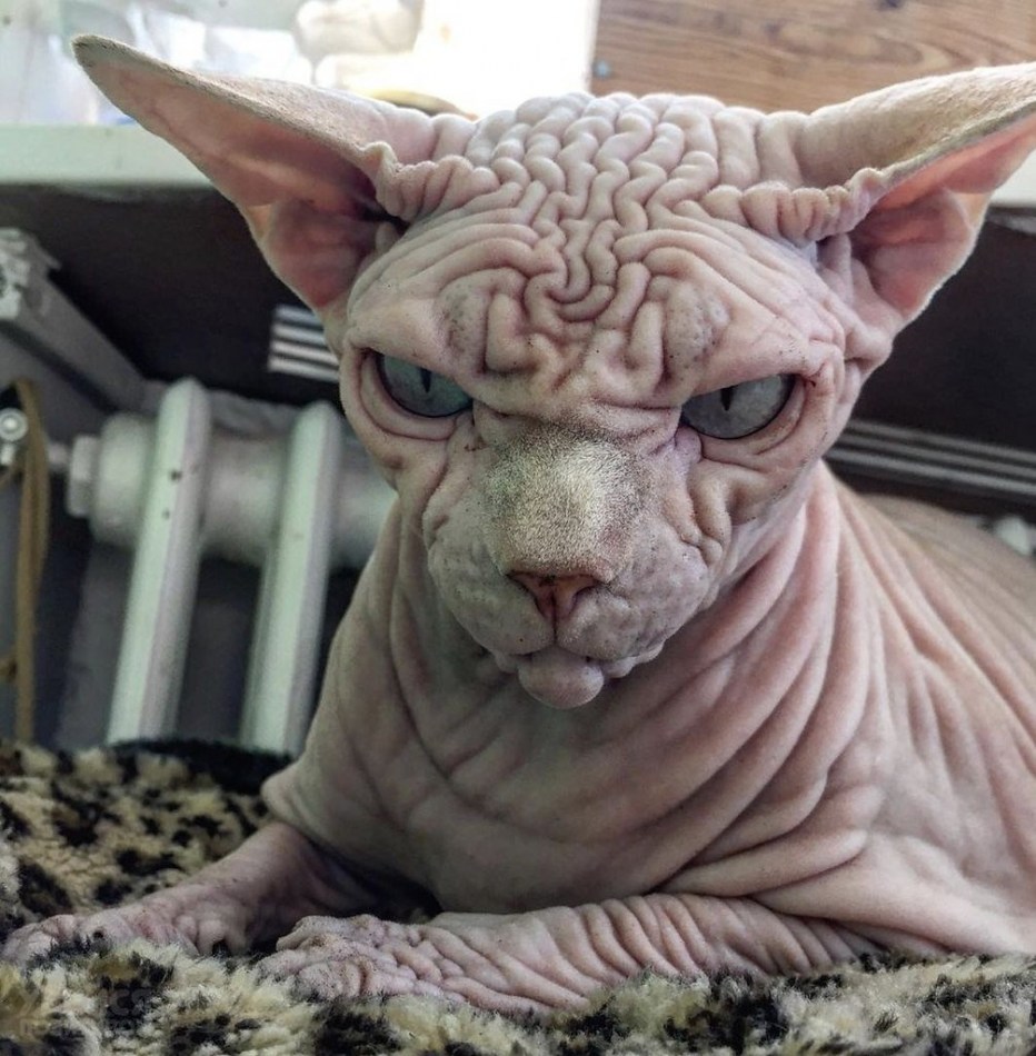 Самые странные собаки и кошки