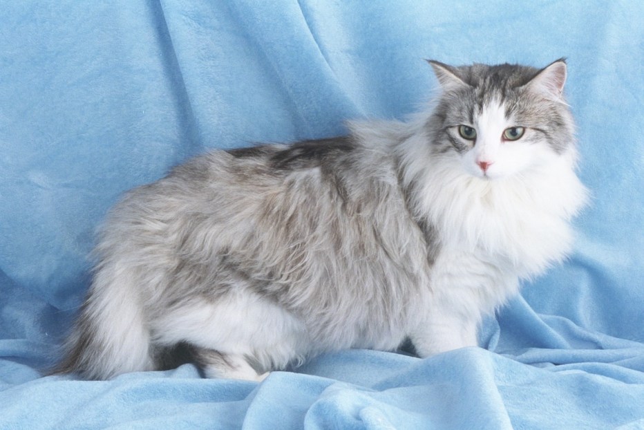 Норвежская Лесная кошка серебристая