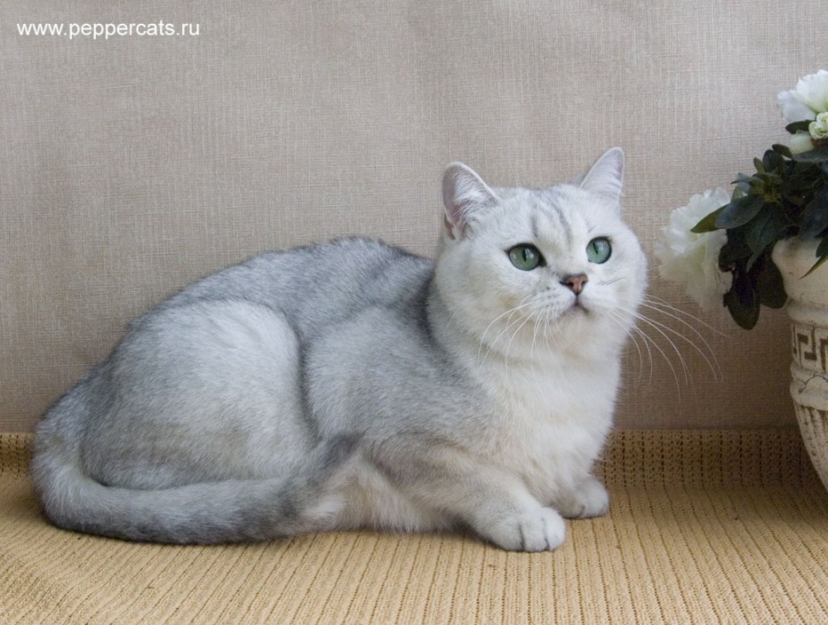 Британская серебристая шиншилла