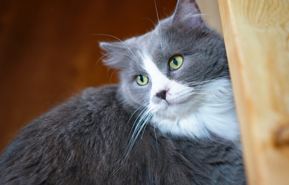Серо белая кошка