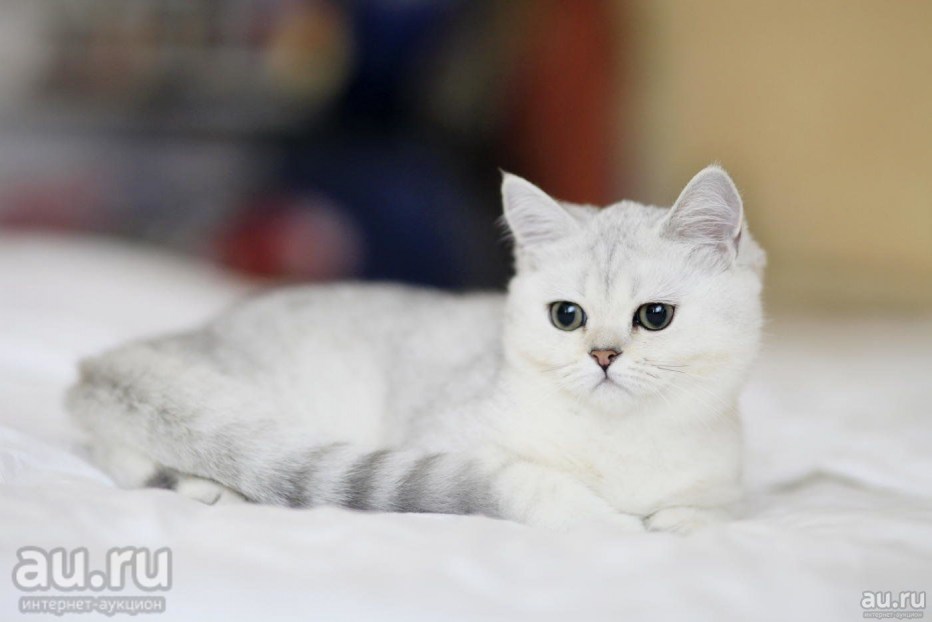 Британская короткошёрстная шиншилла белая