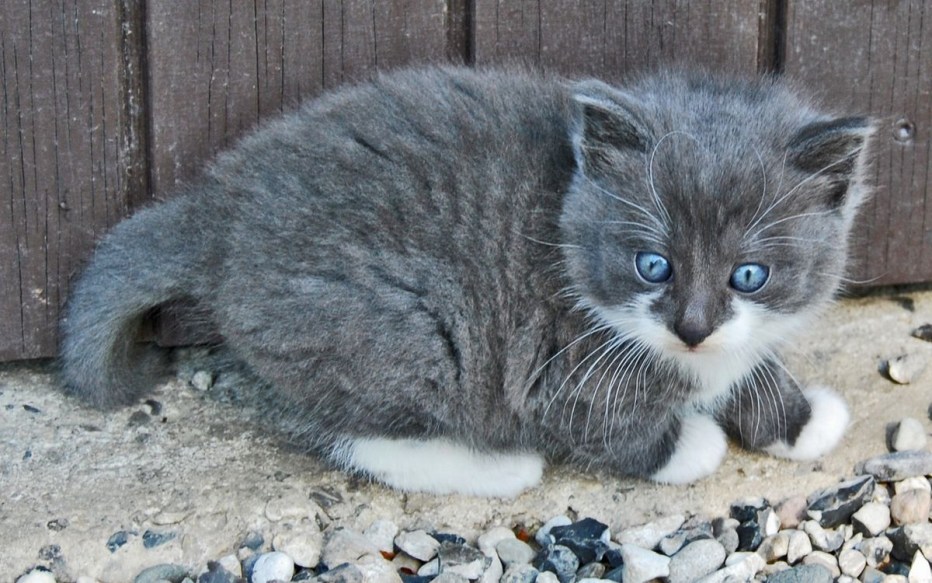 Котенок серый с белым