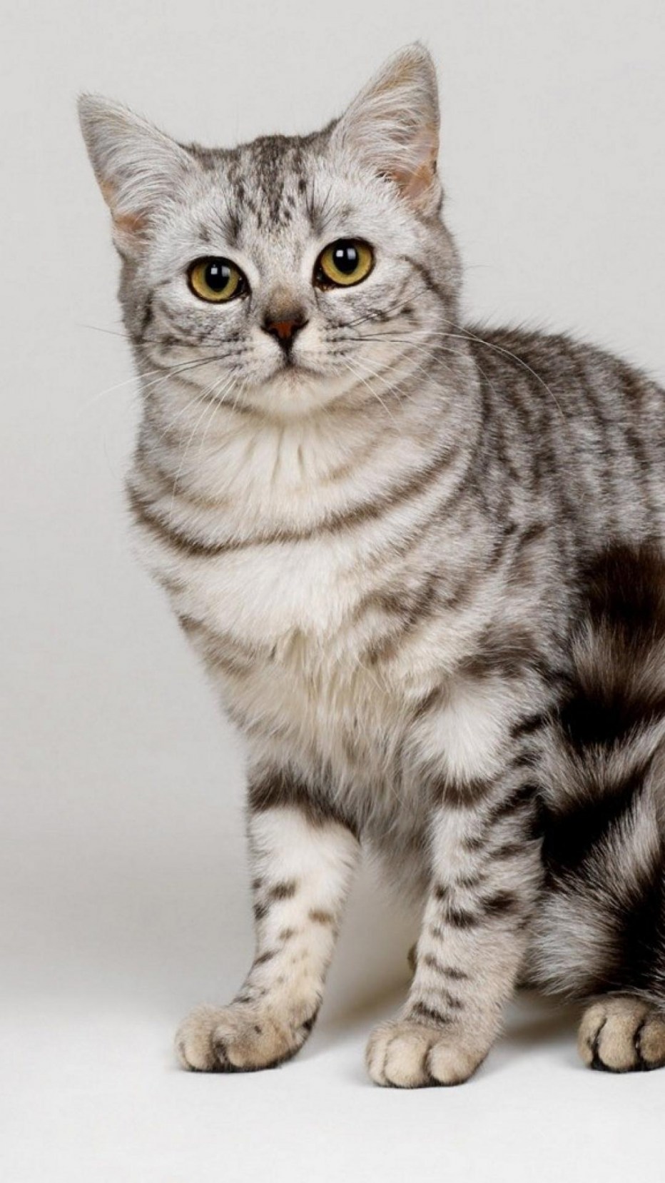 Британская короткошёрстная кошка вискас