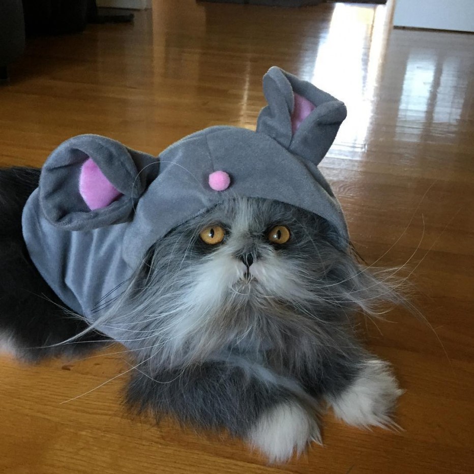 Кот Этчум живущий в Канаде