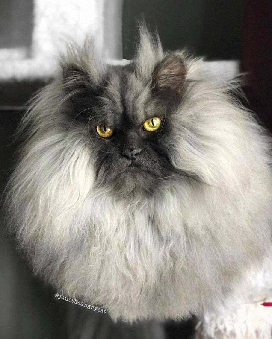 Персидский кот лохматый