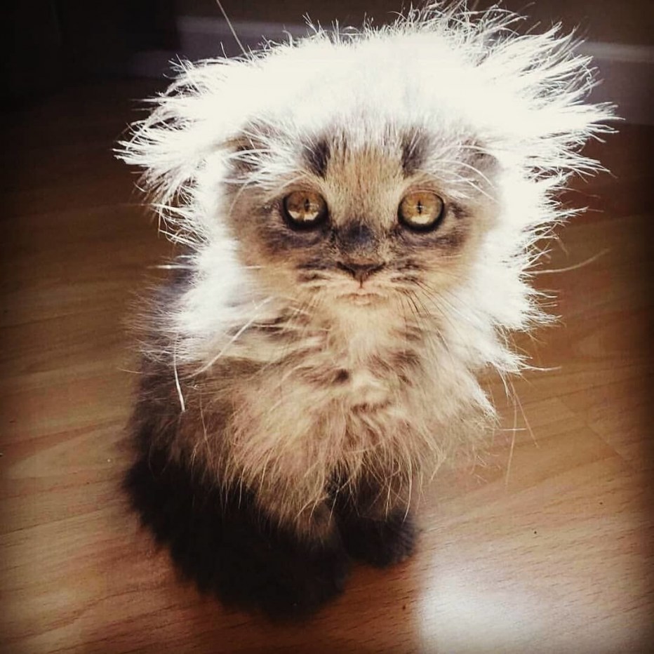 Растрепанная кошка