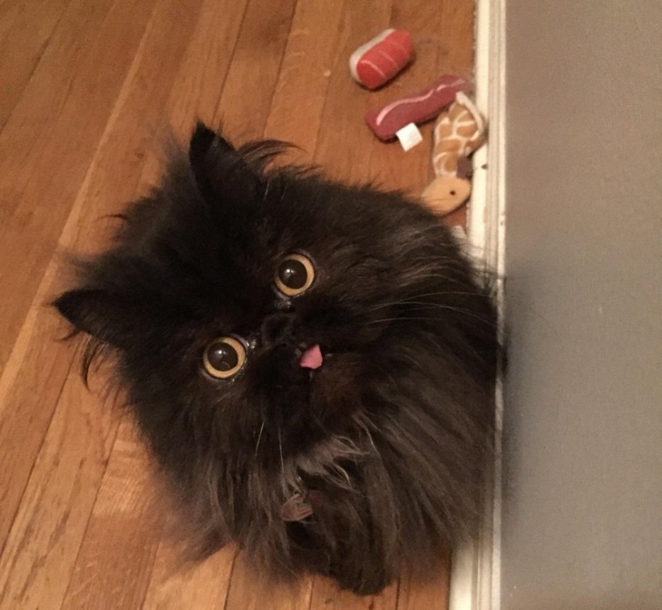 Взъерошенный кот