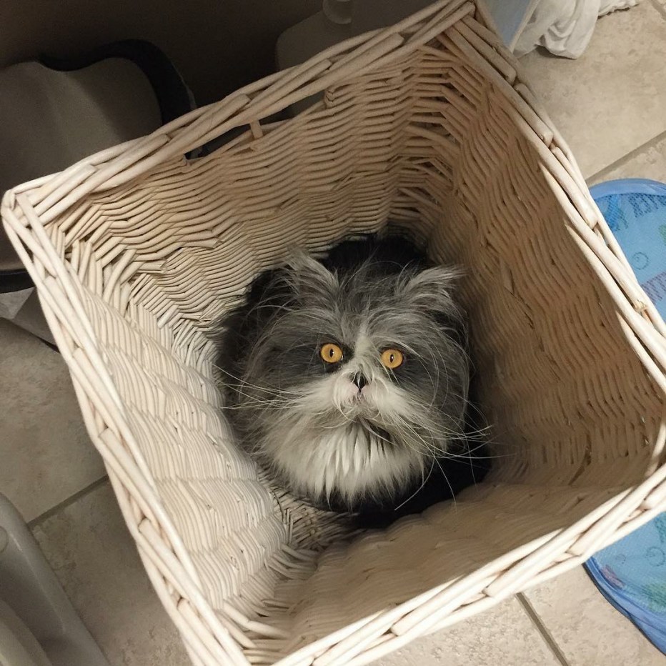 Лохматые коты Атчум