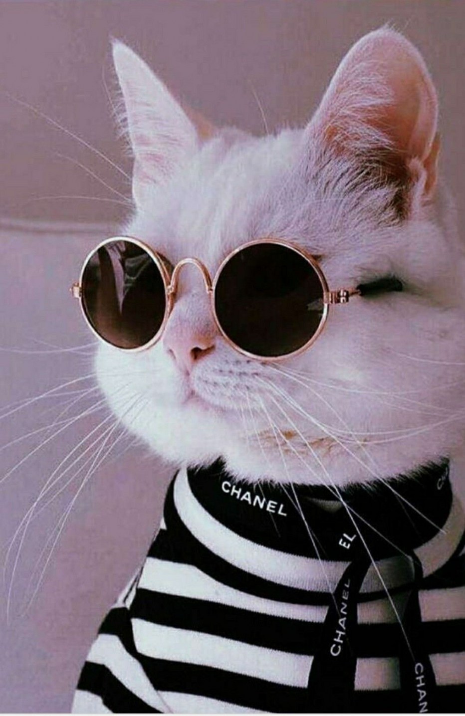 Модные коты