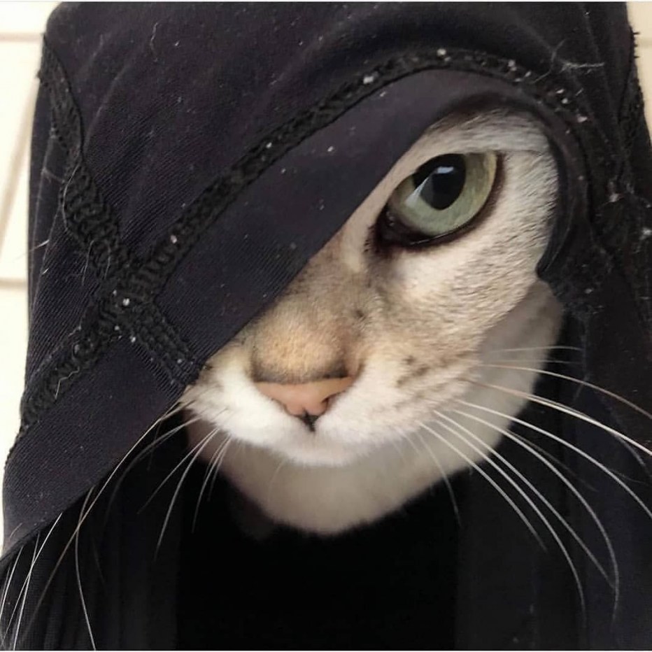 Кот на аву