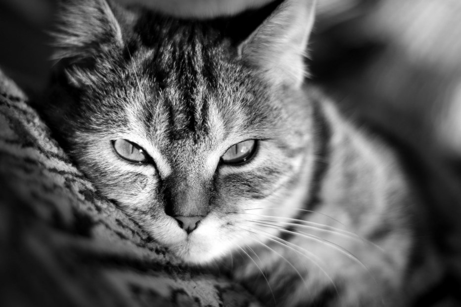 Котики на рабочий стол