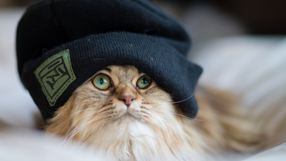 Кот в кепке