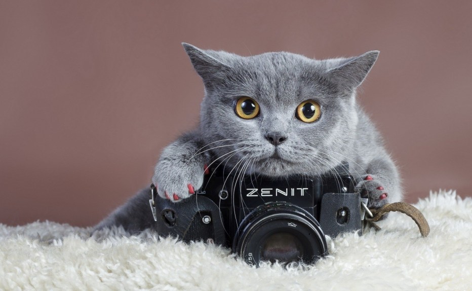 Животные с фотоаппаратом