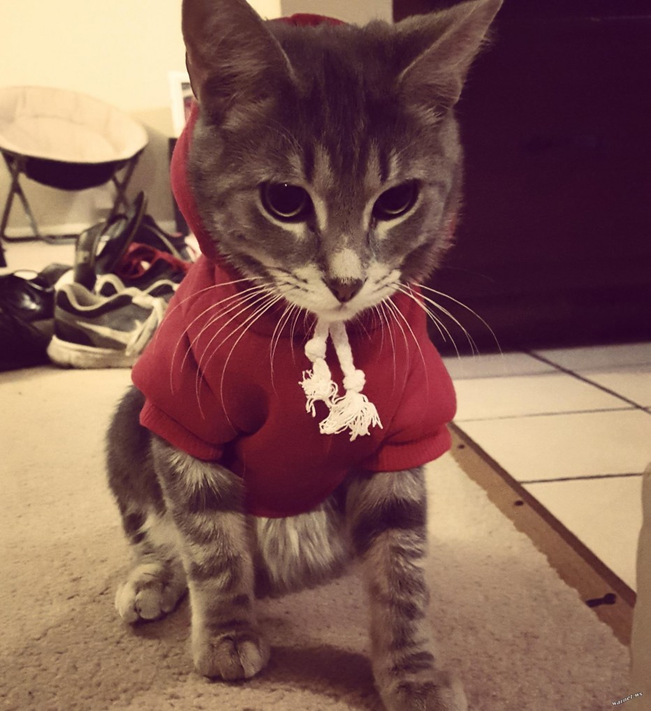 Кот в кофте
