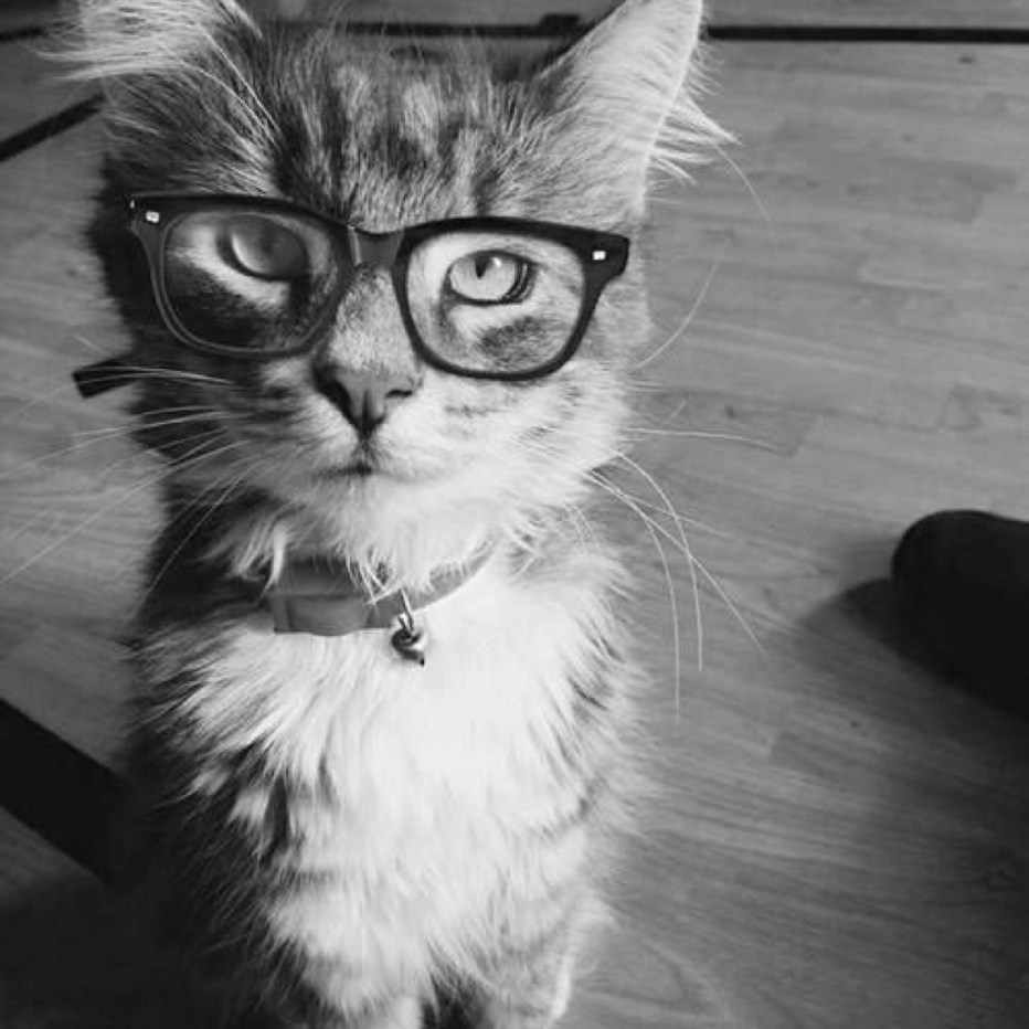 Красивые котики в очках