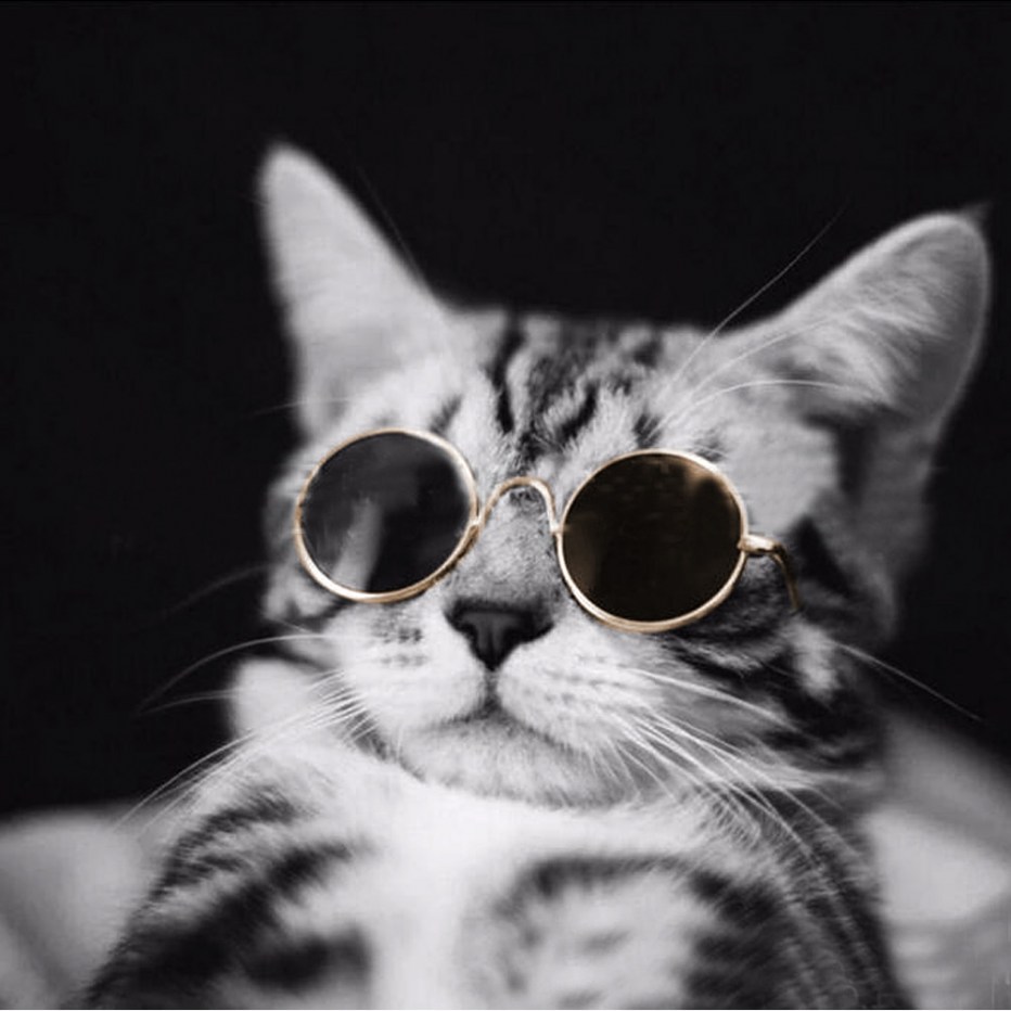 Кот в очках